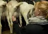 traite de chèvres