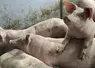 photo de cochons 