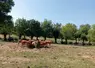 vaches dans un pré