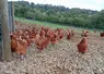 poules dehors en élevage