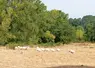vaches dans un pré