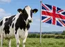 Vache et drapeau britannique à la campagne