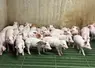 porcs en élevage