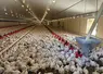 poulets en élevage