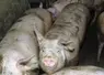 Photo de porc
