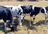 vaches dans un prè
