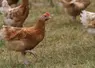 Photo d’une poule bio