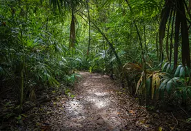 420 millions d'hectares de forêts, soit une superficie supérieure à celle de l'Union européenne, ont été perdus en raison de la déforestation entre 1990 et 2020