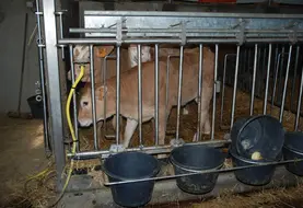 veau élevé en cage à veau