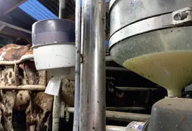 traite du lait de vache à la ferme
