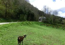 chèvre dans des prairies