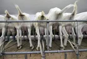 traite de chèvres