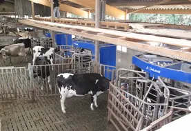 vache devant  3 robots delaval en service 