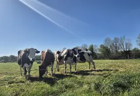 4 vaches dans un pré