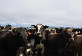 vaches 