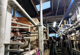 vache à la traite