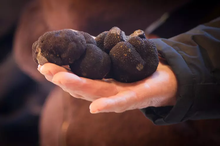 Produits festifs, Combien coûtent les truffes cette année ?