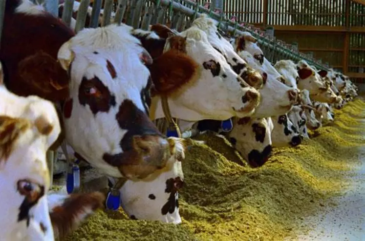 La composition du lait en matière grasse et en matière protéique peut varier considérablement au cours de l’année en fonction de
l’alimentation des vaches.