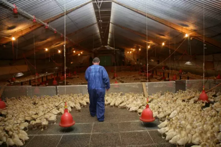 En Belgique, France ou Bulgarie: dans quelles conditions votre foie gras  est-il produit ?