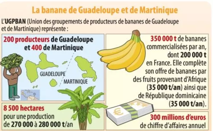 Produire des bananes en métropole : c'est possible ! - Edition du