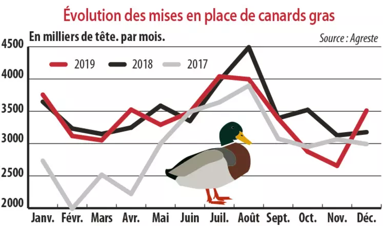 evolution des mises en place de canards gras