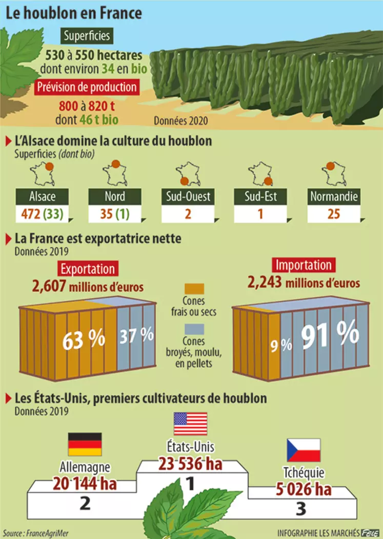 Infographie houblon