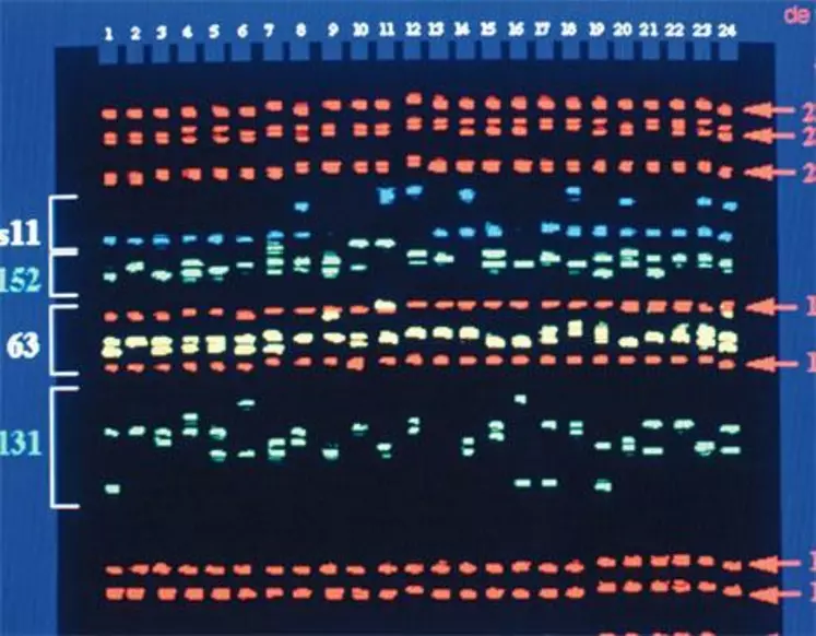 Écran de visualisation d’une séquence d’ADN, sur l’ordinateur qui pilote le séquenceur. La génomique offre la possibilité de sélectionner sur de nouveaux caractères, ce qui implique une révision de l’index de synthèse (ISU, lire p.6), plus fréquente que par le passé.