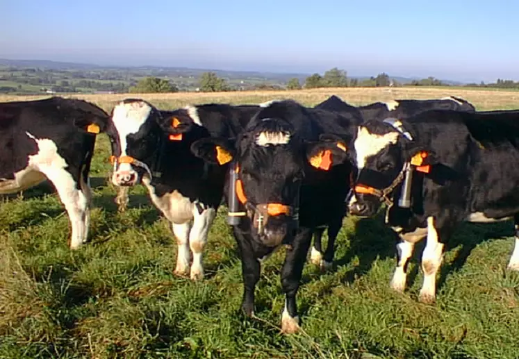 vaches de theix