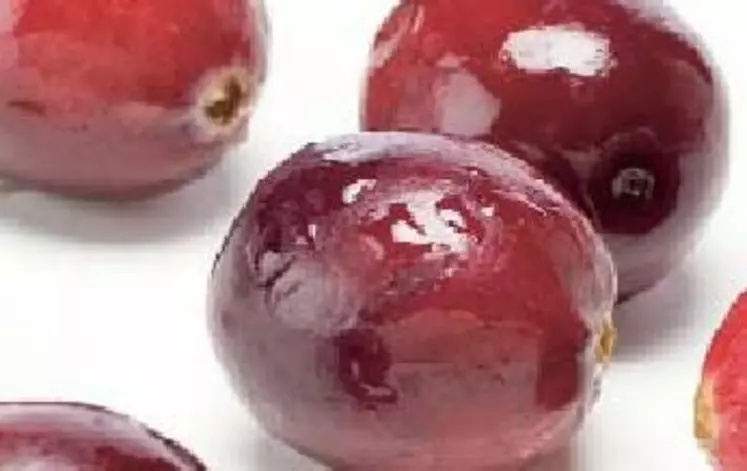 La cranberry et la fraise
pour le goût, l’acérola
pour la vitamine C.