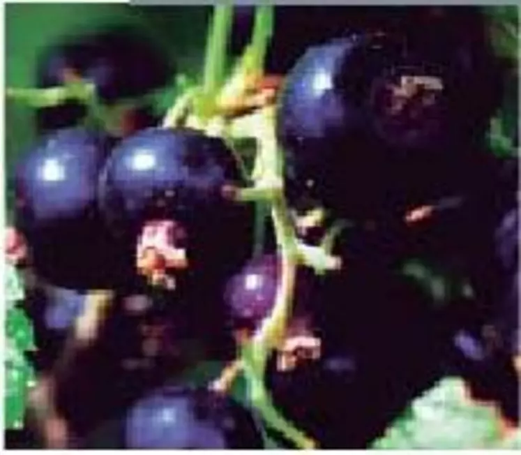 Culinaire et haut de gamme,
l’image du cassis évoque
moins la santé que celle
des autres baies.