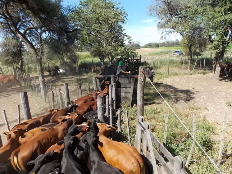 Un élevage allaitant à Charatá, au Chaco, en Argentine.