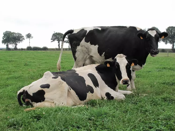 Carrefour et Système U entendent soutenir la filière lait à travers le paiement aux éleveurs. © C. Conté/Réussir