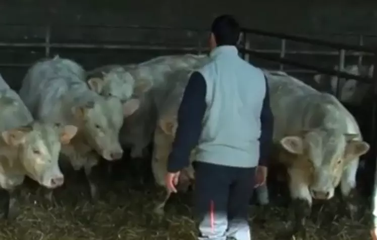 Les jeunes éleveurs de bovins de race à viande peuvent obtenir jusqu'à 70 000 euros de fonds pour s'installer.