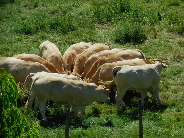 Entre décembre 2020 et décembre 2021, les effectifs de vaches allaitantes ont reculé de 105 000 têtes, à 3,64 millions (-2,8 %). En cinq ans, la baisse est de 388 000 vaches allaitantes. Seul le bassin rustique du sud du Massif central a résisté à cette érosion.