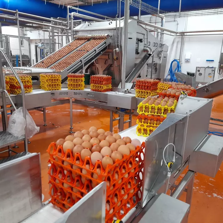 La nouvelle casserie PEP de Ploëmel est reliée à la principale usine d'ovoproduits frais.