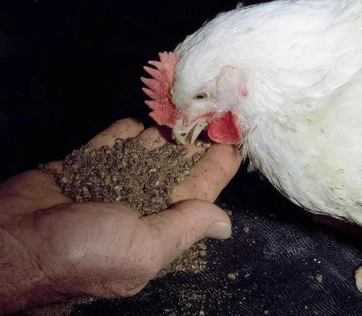 Les filières animales peuvent s'affranchir du soja grâce à des ingrédients produits par fermentation sur substrat végétal.