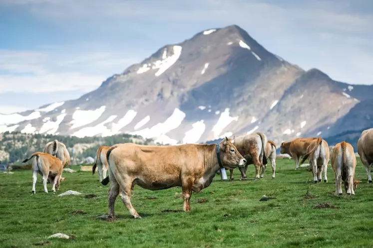 La Rosée des Pyrénées connaît un regain d’intérêt en particulier grâce à l’implication de la restauration collective locale.