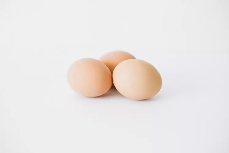 Le marché de l’œuf bio s’assainit
