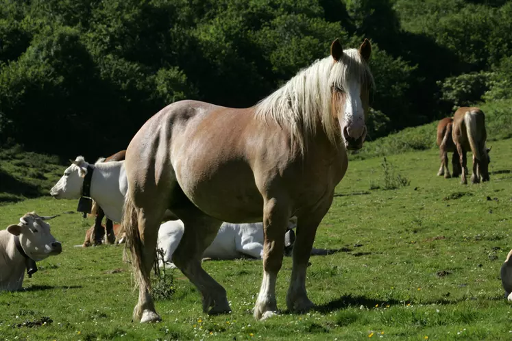 Les chevaux sont 4 à 5 fois plus équarris qu'envoyés à l'abattage.
