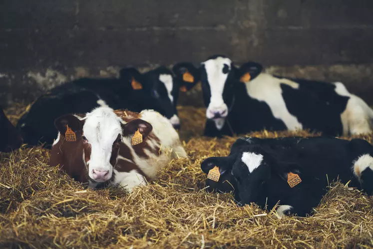 L’élevage compte aujourd’hui 250 vaches laitières, conduites dans une vaste stabulation. © B. C.