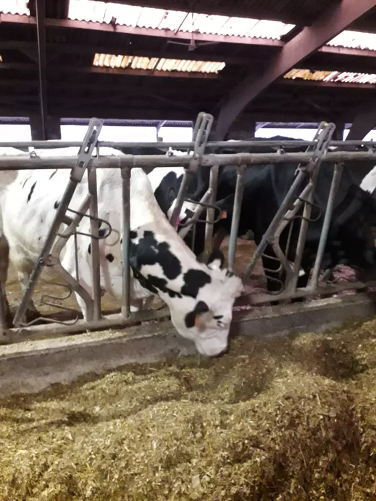 L'élevage compte aujourd’hui 250 vaches laitières, conduites dans une vaste stabulation. © B. C.