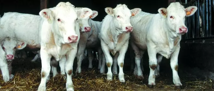 Des adhérents d'EMC2 élèvent des génisses sous contrat Babynette pour un abattage très précoce et une viande persillée.  © F. Alteroche