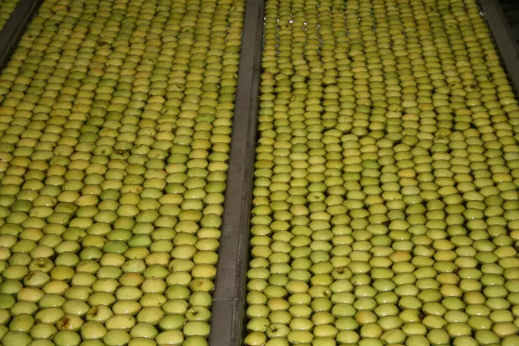 Cette année, la filière pomme du Limousin AOP entend certifier 100 % de ses vergers HVE. Plus de 20 % d’entre eux sont en agriculture biologique.  © Claire Tillier