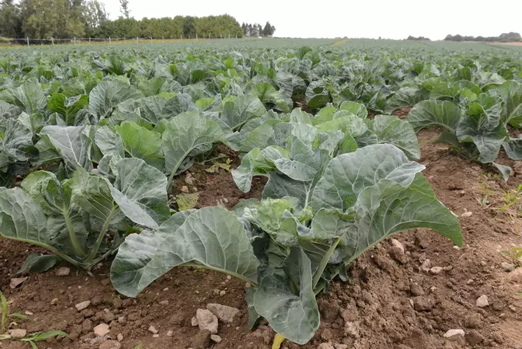 L'organisation de 600 producteurs de légumes, Triskalia, a décroché en juillet 2019 la certification HVE. © F.J.