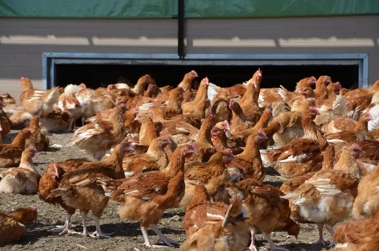 Poulets fermiers d'Auvergne © Sophie Chatenet