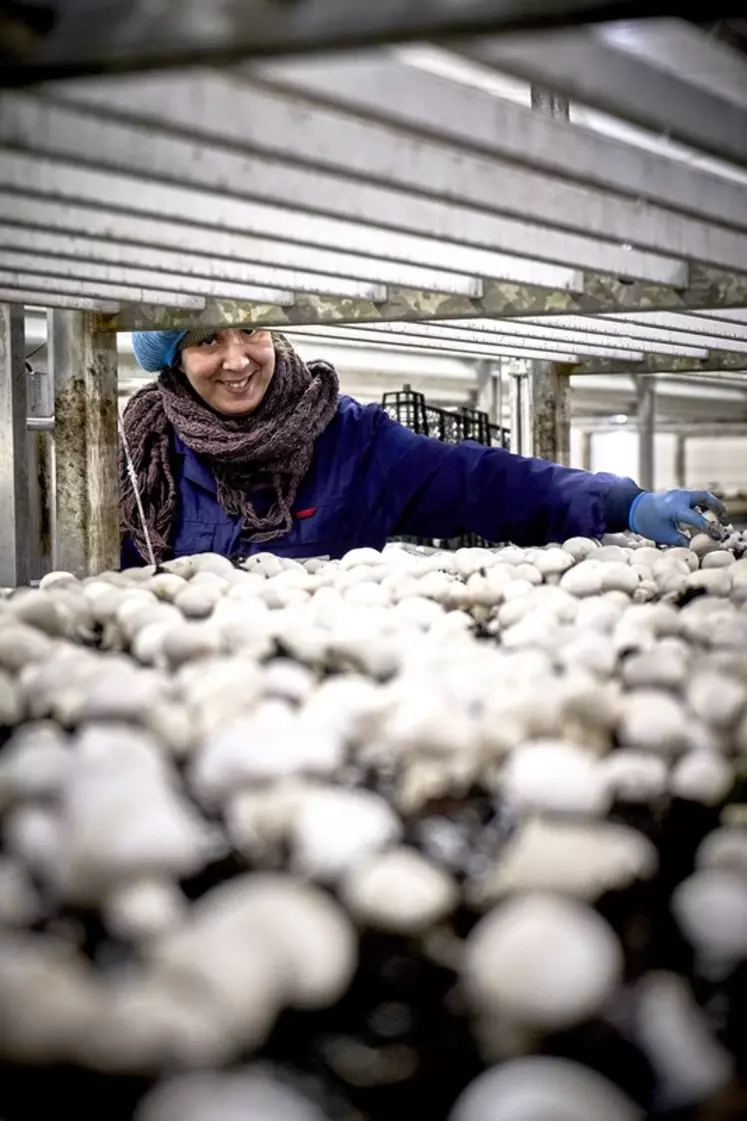 La société a réalisé l’an passé 28 millions de chiffres d'affaires avec 160 salariés dans la vente de 6 500 tonnes de champignons. © DR