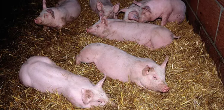 La filière du porc fermier de la Sarthe label Rouge compte vingt-deux éleveurs et huit naisseurs. © DR