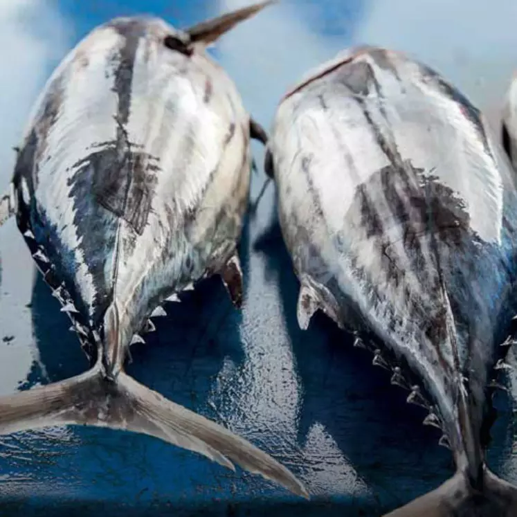 La modification concerne la compartimentation de la pêche au thon. © DR