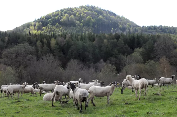 La sécheresse rend difficile la production d'agneaux élevés exclusivement à l'herbe. © Frédéric Pigot/Apap