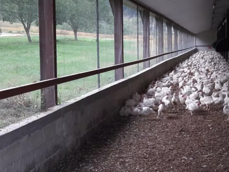Les poulets sont issus d’une souche à croissance lente élevés dans des bâtiments équipés de lumière naturelle et d’un jardin d’hiver. © DR